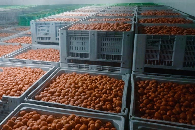 Система холодоснабжения склада плодоовощной продукции